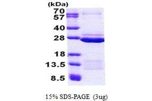 Family with Sequence Similarity 50, Member A (FAM50A) (AA 150-339) protein (His tag)