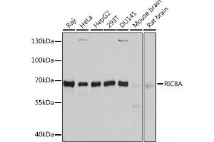 Western blot analysis of extracts of various cell lines using RIC8A Polyclonal Antibody at dilution of 1:3000. (RIC8A 抗体)