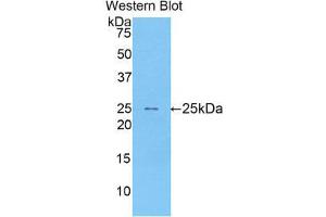Western Blotting (WB) image for anti-Sialic Acid Binding Ig-Like Lectin 1, Sialoadhesin (SIGLEC1) (AA 34-240) antibody (ABIN1173999) (Sialoadhesin/CD169 抗体  (AA 34-240))
