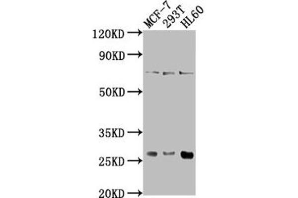STYX antibody  (AA 1-223)