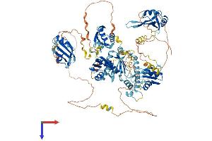 RBM19 Protein (AA 1-952) (His tag)
