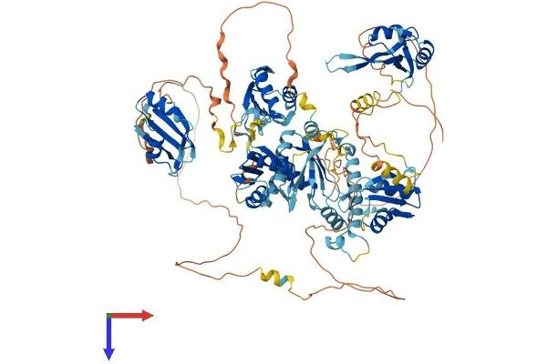 RBM19 Protein (AA 1-952) (His tag)