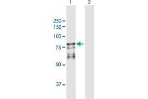 Western Blot analysis of PROS1 expression in transfected 293T cell line by PROS1 MaxPab polyclonal antibody.