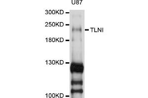 Western blot analysis of extracts of U-87MG cells, using TLN1 antibody (ABIN1875105) at 1:1000 dilution. (TLN1 抗体)