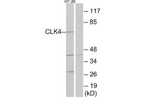 Western Blotting (WB) image for anti-CDC-Like Kinase 4 (CLK4) (Internal Region) antibody (ABIN1849988) (CLK4 抗体  (Internal Region))