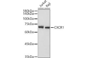 Western blot analysis of extracts of various cell lines, using CXCR1 antibody (ABIN7266317) at 1:1000 dilution. (CXCR1 抗体  (AA 250-350))