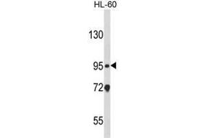 Western blot analysis of CARD4 Antibody (C-term) in HL-60 cell line lysates (35ug/lane). (NOD1 抗体  (C-Term))