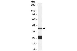 Western blot testing of rat spinal cord lysate with GALR1 antibody at 0. (Galanin Receptor 1 抗体)