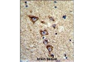 Immunohistochemistry (Paraffin-embedded Sections) (IHC (p)) image for anti-Potassium Voltage-Gated Channel, Subfamily H (Eag-Related), Member 7 (KCNH7) (AA 52-78), (N-Term) antibody (ABIN653116)