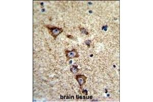 Formalin-fixed and paraffin-embedded human brain tissue reacted with KCNH7 Antibody (N-term), which was peroxidase-conjugated to the secondary antibody, followed by DAB staining. (KCNH7 抗体  (N-Term))