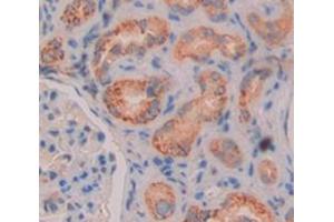 Used in DAB staining on fromalin fixed paraffin- embedded kidney tissue (Glutaminase 抗体  (AA 221-533))