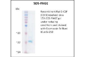 SDS-PAGE (SDS) image for Colony Stimulating Factor 3 (Granulocyte) (CSF3) (Active) protein (ABIN5509805) (G-CSF 蛋白)
