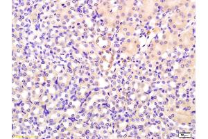 Formalin-fixed and paraffin embedded mouse kidney labeled with Rabbit Anti FGF1/AFGF Polyclonal Antibody, Unconjugated (ABIN726590) at 1:200 followed by conjugation to the secondary antibody and DAB staining (FGF1 抗体  (AA 16-80))