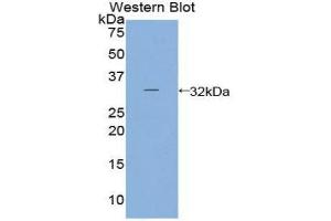 Western Blotting (WB) image for anti-Prostaglandin E Synthase 2 (PTGES2) (AA 144-384) antibody (ABIN3207567) (PTGES2 抗体  (AA 144-384))