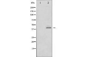 Western blot analysis of CrkII phosphorylation expression in COS7 whole cell lysates,The lane on the left is treated with the antigen-specific peptide. (Crk 抗体  (pTyr221))