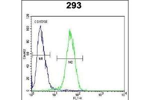 CLDN12 Antibody (N-term) (ABIN652055 and ABIN2840524) flow cytometric analysis of 293 cells (right histogram) compared to a negative control cell (left histogram). (Claudin 12 抗体  (N-Term))