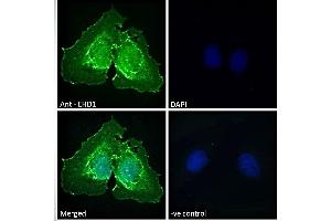 Immunofluorescence (IF) image for anti-EH-Domain Containing 1 (EHD1) (N-Term) antibody (ABIN7013871)