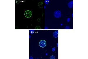 Immunofluorescence (IF) image for anti-Lamin A/C (LMNA) (C-Term) antibody (ABIN6254178) (Lamin A/C 抗体  (C-Term))