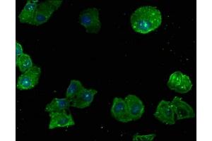 Immunofluorescence staining of Hela cells with ABIN7167457 at 1:166, counter-stained with DAPI. (GNB2L1 抗体  (AA 93-317))
