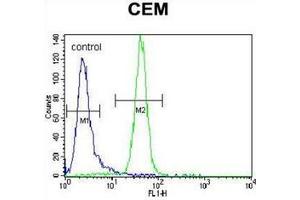 Flow cytometric analysis of CEM cells using PPAR-alpha Antibody (Center) Cat. (PPARA 抗体  (Middle Region))