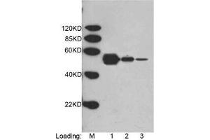 Loading: Multiple Tag (Purified) (ABIN1536315, 400 ng, 80 ng, 16 ng) Primary antibody: 1 µg/mL Mouse Anti-DYKDDDDK-tag Monoclonal Antibody (HRP) (ABIN387715, Lot No. (DYKDDDDK Tag 抗体  (Biotin))