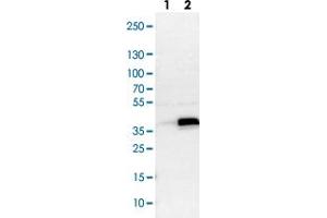 Western blot analysis of Lane 1: NIH-3T3 cell lysate (Mouse embryonic fibroblast cells), Lane 2: NBT-II cell lysate (Rat Wistar bladder tumour cells) with ASB8 polyclonal antibody . (ASB8 抗体)