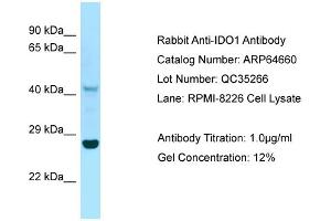 Western Blotting (WB) image for anti-Indoleamine 2,3-Dioxygenase 1 (IDO1) (C-Term) antibody (ABIN970931) (IDO1 抗体  (C-Term))