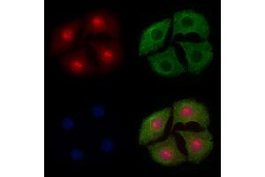 ABIN6255069 and ABIN6267579 staining Hela cells(4h of LPS treatment) by IF/ICC.