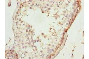 Immunohistochemistry of paraffin-embedded human testis tissue using ABIN7172670 at dilution of 1:100 (TAF11 抗体  (AA 1-211))