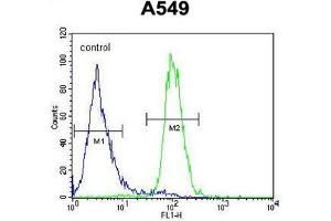 ANGPT2 Antibody (C-term) flow cytometric analysis of A549 cells (right histogram) compared to a negative control cell (left histogram). (Angiopoietin 2 抗体  (C-Term))