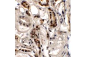 Immunohistochemistry of DPAGT1 in human kidney tissue with DPAGT1 antibody at 2. (DPAGT1 抗体  (N-Term))