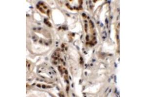 Immunohistochemistry of DPAGT1 in human kidney tissue with DPAGT1 antibody at 2. (DPAGT1 抗体  (N-Term))