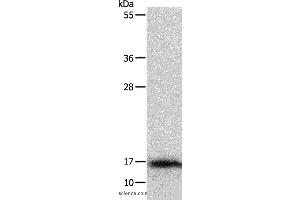 Western blot analysis of Mouse thymus tissue, using IL3 Polyclonal Antibody at dilution of 1:350 (IL-3 抗体)