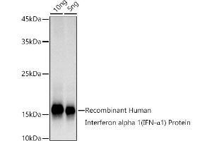 Western blot analysis of extracts of Recombinant Human IFN Protein, using Interferon alpha 1 (IFN-α1) antibody (ABIN7267963) at 1:1000 dilution. (IFNA1 抗体)