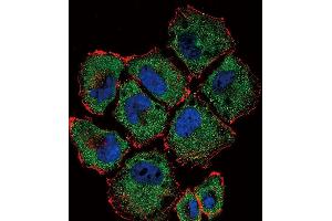 Immunofluorescence (IF) image for anti-Solute Carrier Family 36 (Proton/amino Acid Symporter), Member 1 (SLC36A1) (AA 1-30), (N-Term) antibody (ABIN656104)