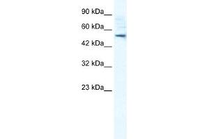WB Suggested Anti-SMPDL3B Antibody Titration:  0. (SMPDL3B 抗体  (N-Term))