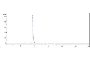 The purity of Anti-BST2 / CD317 Reference Antibody (XmAb 5592) is more than 95 % , determined by SEC-HPLC.