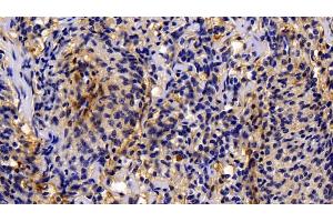 Detection of CASP1 in Porcine Spleen Tissue using Polyclonal Antibody to Caspase 1 (CASP1) (Caspase 1 抗体  (AA 317-404))