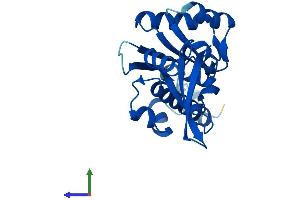 Protein Structure (PS) image for Polymerase (RNA) II (DNA Directed) Polypeptide E, 25kDa (POLR2E) (AA 1-210) protein (His tag) (ABIN7558346)