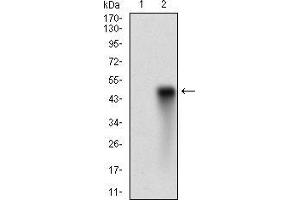 Western Blotting (WB) image for anti-Histone Deacetylase 10 (HDAC10) (AA 18-219) antibody (ABIN5542323)