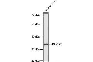 Western blot analysis of extracts of Mouse liver using RBMX2 Polyclonal Antibody at dilution of 1:1000. (RBMX2 抗体)