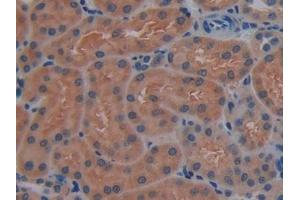 Detection of CNTNAP4 in Mouse Kidney Tissue using Polyclonal Antibody to Contactin-associated protein-like 4 (CNTNAP4)