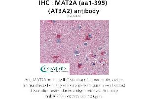 Image no. 1 for anti-Methionine Adenosyltransferase II, alpha (MAT2A) (AA 1-395) antibody (ABIN1724355) (MAT2A 抗体  (AA 1-395))