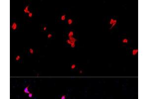Immunofluorescence analysis of PC-12 cells using EIF2S1 Polyclonal Antibody at dilution of 1:100. (EIF2S1 抗体)