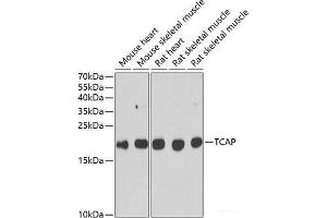 Western blot analysis of extracts of various cell lines using TCAP Polyclonal Antibody at dilution of 1:1000. (TCAP 抗体)