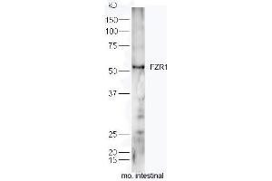 Mouse intestine lysates probed with Rabbit Anti-FZR1/CDC20C Polyclonal Antibody, Unconjugated  at 1:5000 for 90 min at 37˚C. (FZR1 抗体  (AA 141-240))