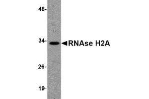 Western Blotting (WB) image for anti-Ribonuclease H2, Subunit A (RNASEH2A) (Middle Region) antibody (ABIN1031071) (RNASEH2A 抗体  (Middle Region))