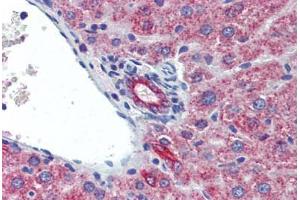 Immunohistochemistry (IHC) image for anti-Interleukin 23, alpha subunit p19 (IL23A) (C-Term) antibody (ABIN213941)