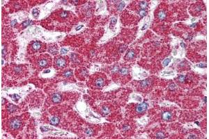 Human Liver (formalin-fixed, paraffin-embedded) stained with HSPD1 antibody ABIN294973 at 5 ug/ml followed by biotinylated goat anti-rabbit IgG secondary antibody ABIN481713, alkaline phosphatase-streptavidin and chromogen. (HSPD1 抗体  (AA 150-200))
