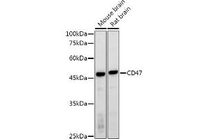 Western blot analysis of extracts of various cell lines, using CD47 antibody (ABIN3022623, ABIN3022624, ABIN3022625, ABIN1512716 and ABIN6218964) at 1:1000 dilution.